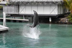 Gewöhnlicher Delfin springt vor Polynesien-Bungalow foto