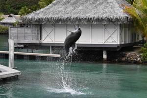 Gewöhnlicher Delfin springt vor Polynesien-Bungalow foto