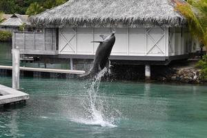 Gewöhnlicher Delfin springt vor Polynesien-Bungalow foto