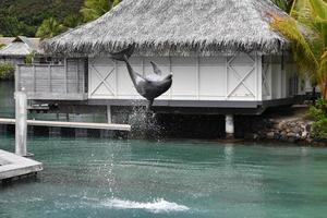 Gewöhnlicher Delfin springt vor Polynesien-Bungalow foto