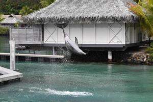 Gewöhnlicher Delfin springt vor Polynesien-Bungalow foto