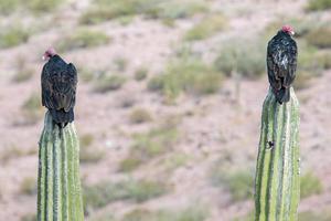 zopilote geier bussard vogel in baja california foto