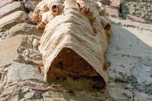 Großes Wespennest an alter Mauer foto