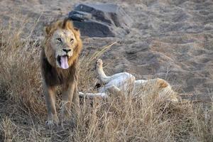 Löwen paaren sich im Krüger Park in Südafrika foto