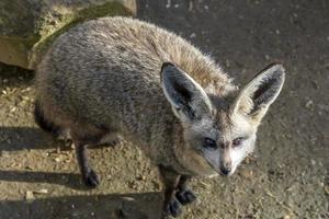 Fledermausohrfuchs Nahaufnahme Porträt foto