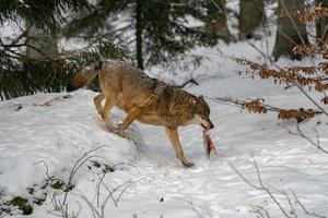 grauer Wolf im Schnee foto