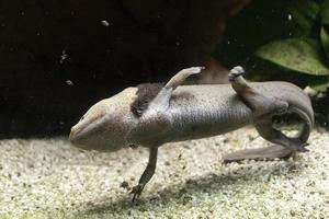 Axolotl unter Wasser fressende Larve Artemia foto