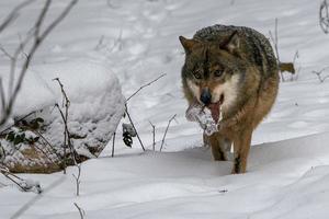 grauer Wolf im Schnee, der Fleisch isst foto