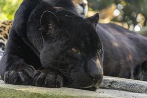 schwarzer panther nahaufnahme porträt foto