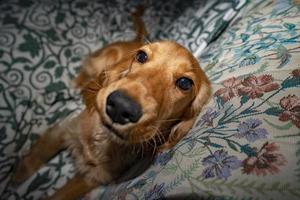 Welpe Hund Cocker Spaniel entspannt und schläft auf einem Sofa foto