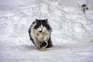 Katzenporträt im Schneehintergrund foto