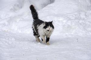 Katzenporträt im Schneehintergrund foto
