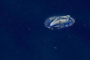 Velella-Quallen auf tiefblauem Meeresrücken foto