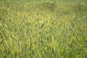 wachsendes grünes weizenfelddetail foto