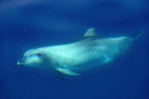 Gewöhnlicher Delphin, der außerhalb des Ozeans springt foto