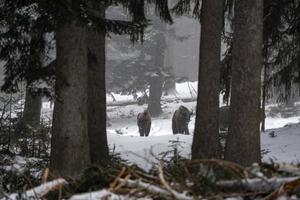 Bisonbüffel im Schnee foto