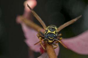 Wespe, die dich auf einem Blatt ansieht foto