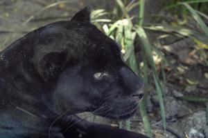 schwarzes Panther-Jaguar-Porträt foto