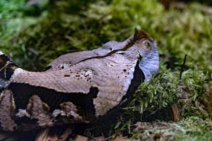 Bithis Nashorn afrikanische Hornschlange foto