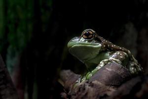 Regenwald-Laubfrosch-Porträt foto