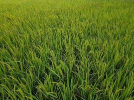 schönes grünes reisfeld des dorfes kushtia, bangladesch foto