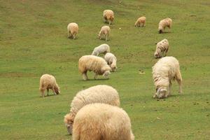 weiße und taupefarbene Schafe werden auf Bauernhöfen aufgezogen, um geschoren, verkauft und Hirten als Ökotourismus in den warmen und leicht kühlen Ausläufern und Tälern gezeigt zu werden, um Schafe kennenzulernen.