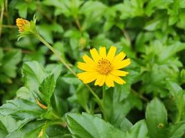 wilde gänseblümchenblume foto