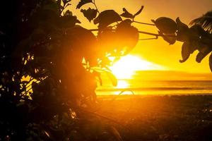 Silhouette von Bäumen am Strand mit gelbem Himmelshintergrund foto