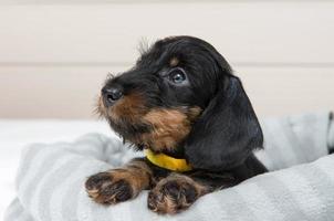 Auf dem Bett liegt ein kleiner rauhaariger Dackelwelpe. Porträt des Hundes. foto