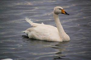 Blick auf einen Singschwan im Naturschutzgebiet Martin Mere foto