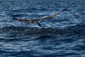 Fregattvogel beim Fangen eines Fisches foto