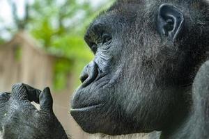 schwarzes Gorilla-Affen-Affenporträt foto