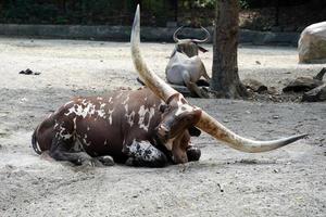 Watusi Rind Big Horn afrikanisches Säugetier foto