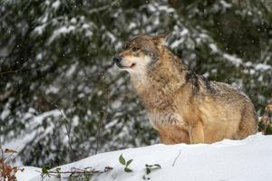 grauer Wolf im Schnee foto