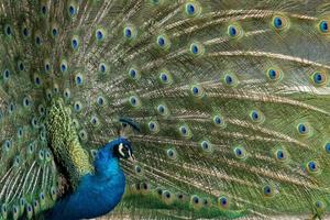 pfau vogel wunderbare feder offenes rad porträt foto