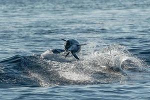 junges neugeborenes baby gestreifter delphin springt bei sonnenuntergang foto