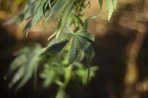 Marihuana wächst draußen. Grassorte. foto