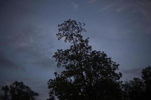 Baum im Wald. Waldlandschaft. Schönheit der Natur. Wolken im Himmel. Details der Natur. foto