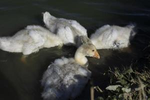 Gänsefamilie auf dem Bauernhof. Wasservögel. Weiße Gänse am Teich. Wasservögel. foto