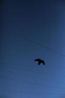 Vogel fliegt schwarz aus Draht. Silhouette des Vogels. Flugdaten. foto