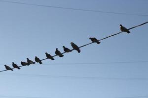 Vögel auf Draht. tauben auf stromkabel gegen himmel. Silhouetten von Vögeln. foto