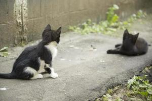 Katze. streunendes tier im hof. Details aus dem Leben der Katze. foto