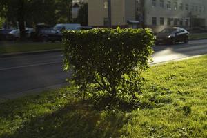 Büsche in der Stadt. Pflanzen auf der Straße. Strauch und Rasen. foto