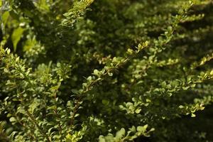 grüner Busch. dünne Zweige mit kleinen Blättern. Details der Natur im Park. foto