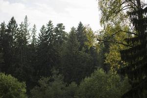 Sommerwald. Details der Natur. grüne Pflanzen in der Sommersaison. foto