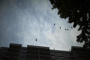 krähen fliegen in den himmel. Vögel kreisen über dem Gebäude. Krähen am Abend. foto