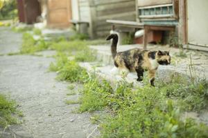 Katzen im Sommer auf der Straße. Katzen auf dem Land. süße haustiere an einem sonnigen tag. Tiere im Dorf. foto