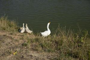 Gänse am Teich. Geflügel auf dem Land. weiße Federn. Tier am See. foto