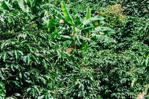 Kaffeeplantage in Minas Gerais, Brasilien foto