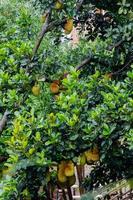 Zahlreiche tropische Baum-Jackfruits in Minas Gerais, Brasilien foto